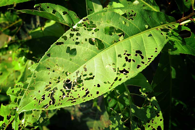 Target interventions for pests and disease